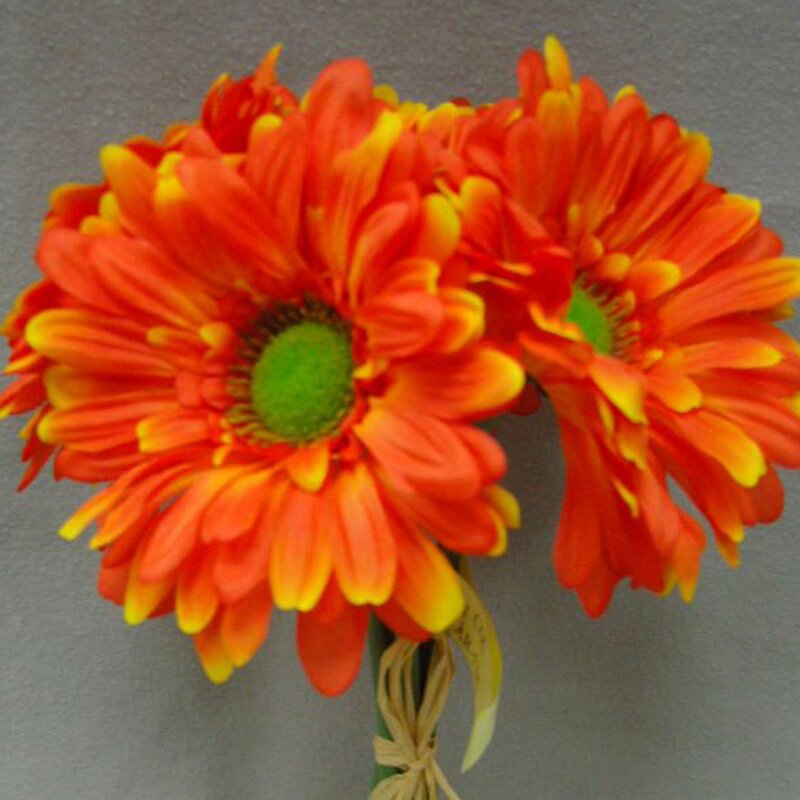 Are Gerbera Daisies Poisonous To Cats